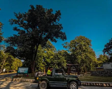 Chillawali jungle range jeep safari