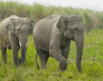 Elephant sighting during Chilla zone jeep safari in Rajaji National Park