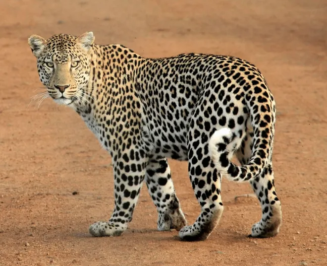 Leopard spotted in Gohari Range, Rajaji National Park