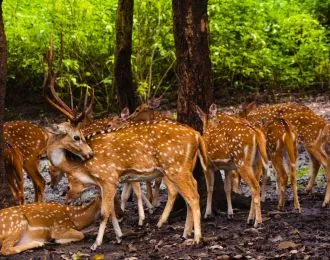 Jhilmil Jheel safari zone with swamp deer habitat in Rajaji National Park