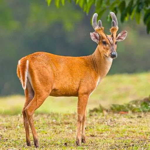 Wildlife in the Ramgarh Zone forest near Dehradun