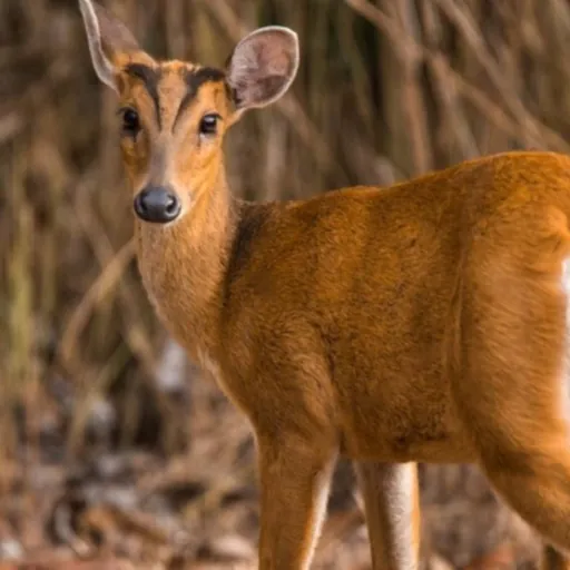 Bird species in Rajaji National Park