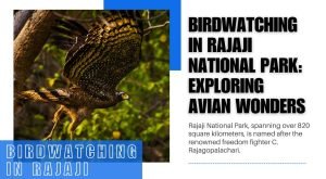 Birdwatching in Rajaji National Park