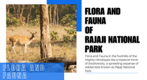 birdwatching in rajaji national park
