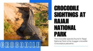 Crocodile Sightings at Rajaji National Park