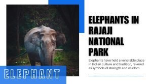 Elephants in Rajaji National Park