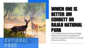 Which one is better Jim Corbett or Rajaji National Park