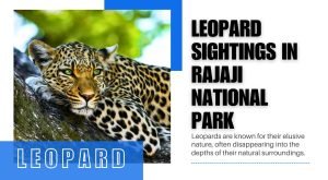 Leopard Sightings in Rajaji National Park