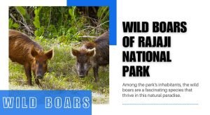 Wild Boars of Rajaji National Park