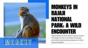 Monkeys in Rajaji National Park