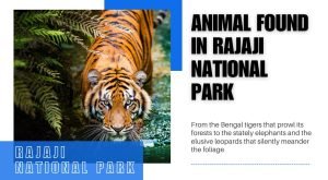 Animal Found in Rajaji National Park
