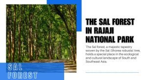 The Sal Forest in Rajaji National Park