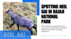 Spotting Neel Gai in Rajaji National Park