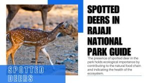 Spotted Deers in Rajaji National Park Guide