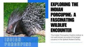Exploring the Indian Porcupine: A Fascinating Wildlife Encounter
