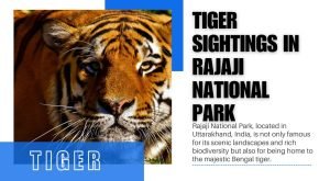 Exploring Tiger Sightings in Rajaji National Park