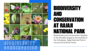 Biodiversity and Conservation at Rajaji National Park