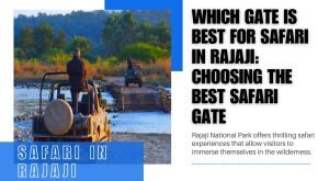 Which gate is best for safari in Rajaji: Choosing the Best Safari Gate