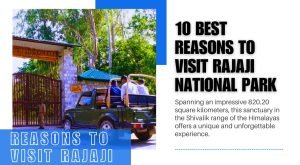10 Best Reasons to Visit Rajaji National Park