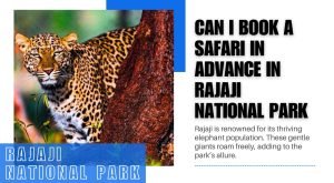 Can I Book a Safari in Advance in Rajaji National Park