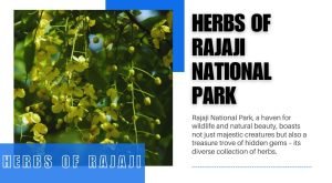 Herbs of Rajaji National Park