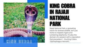 King Cobra in Rajaji National Park