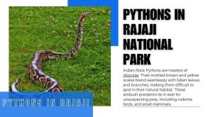 Pythons in Rajaji National Park
