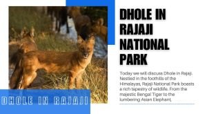 Dhole in Rajaji