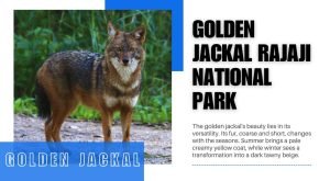 Golden Jackal