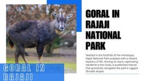 Goral in Rajaji