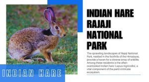 Indian Hare