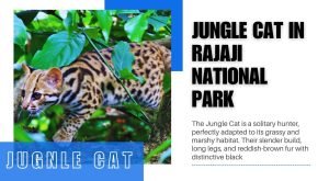 jungle Cat in Rajaji National Park