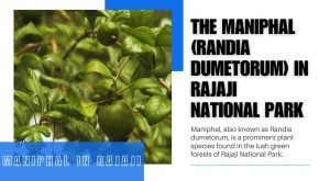 The Maniphal in Rajaji National Park