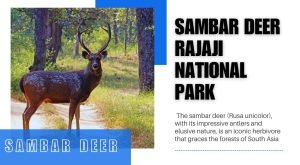 Sambar deer Rajaji National Park