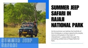 Summer Jeep Safari in Rajaji National Park