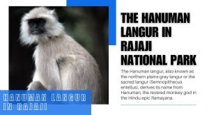The Hanuman Langur in Rajaji National Park
