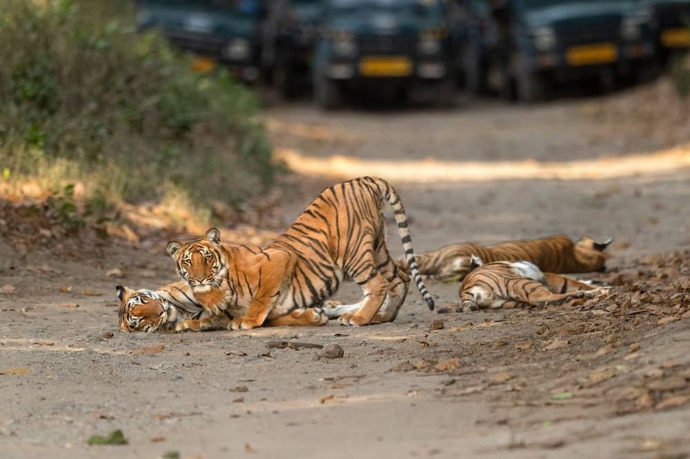 Can I Book a Safari in Advance in Rajaji National Park? (Complete 2026 Guide) 1 Chilla-Range