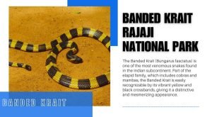 Banded Krait
