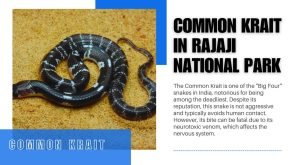 Common Krait