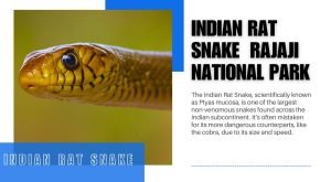 Indian Rat Snake