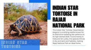 Indian Star Tortoise