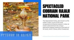 Spectacled Cobra